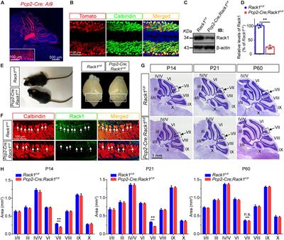 Rack1 Controls Parallel Fiber–Purkinje Cell Synaptogenesis and Synaptic Transmission